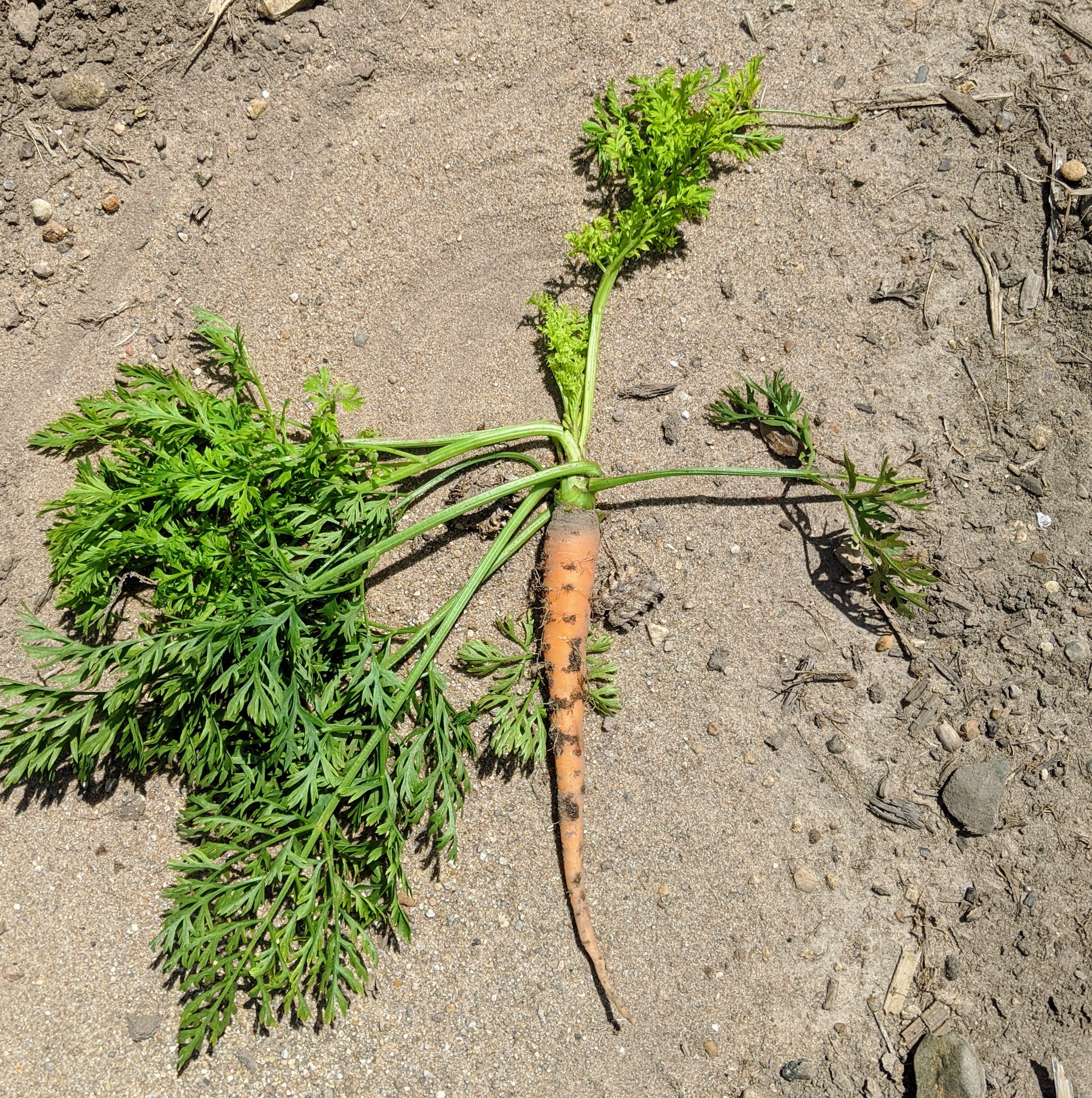 Aster yellows on carrot